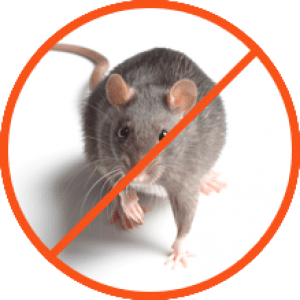 rodent-pest-control-services